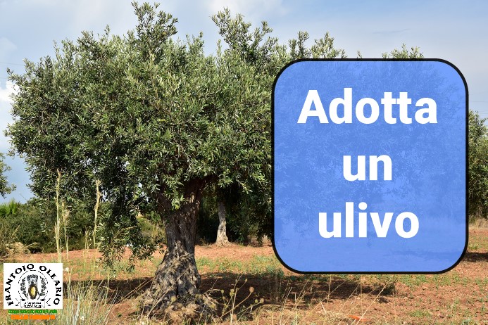 'Adotta un Ulivo' con bottiglia da 1lt di 'Olio del Frantoio' 100% italiano  
